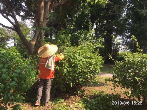 梧州市园林绿化工程处日常管养工作动态(8月6日)